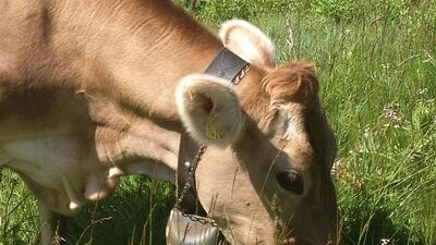 Lo yogurt:un sapore unico e naturale da gustare tra le nostre montagne trentine 