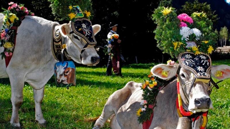 Weekend della Desmontegada <br>transumanza in Primiero Trentino