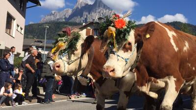 Desmontegada 2025: transumanza delle mucche in Trentino