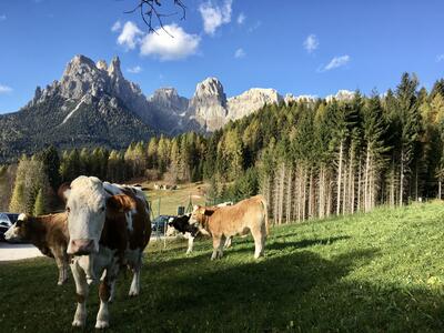 Mucche al Pascolo-Estate