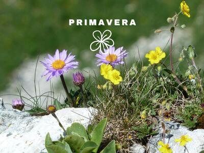 Primavera