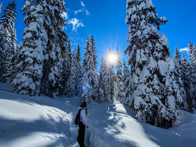 I sentieri nel Bosco-Inverno