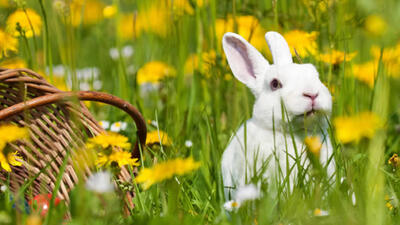 Mercatini di Pasqua dal 29 al 1 Aprile 2024 in Trentino!