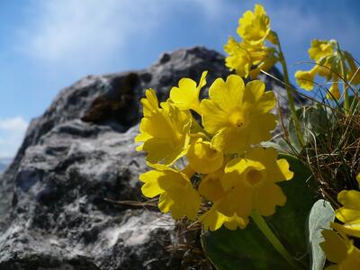 Fiori di Montagna 