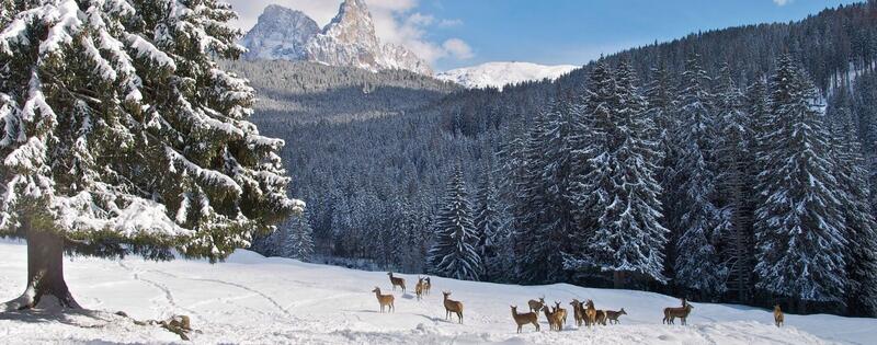 Offerta Vacanza Settimana di Natale 2025 in Trentino