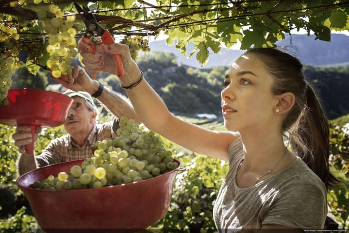 La vendemmia nei vigneti del Trentino - Val di Cembra - Ph. Daniele Lira